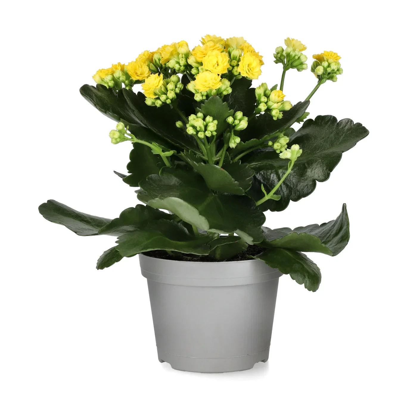 Kalanchoe