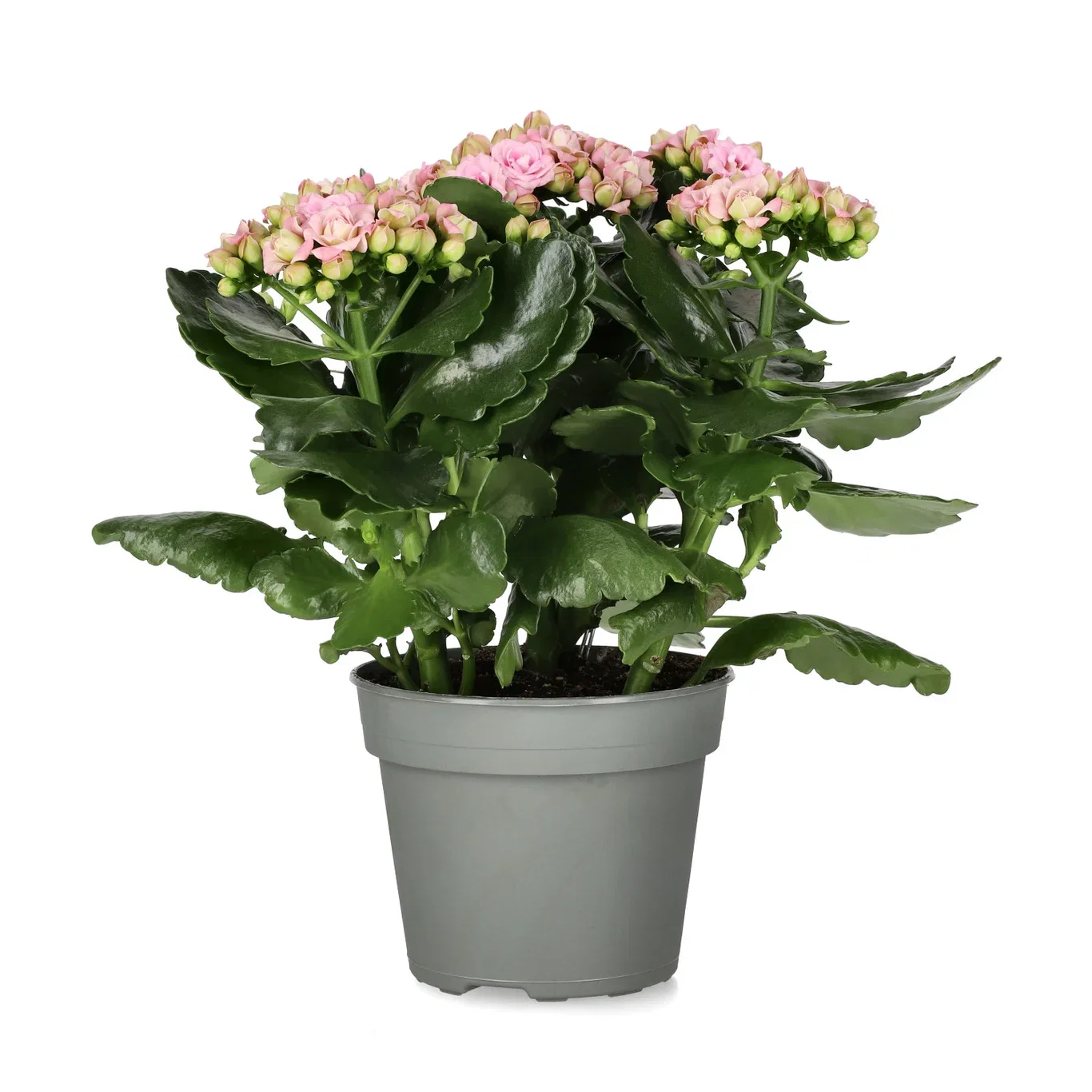 Kalanchoe