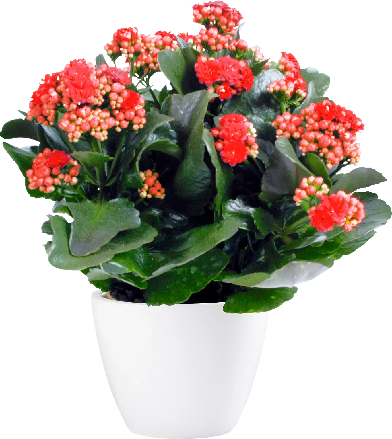 Kalanchoe