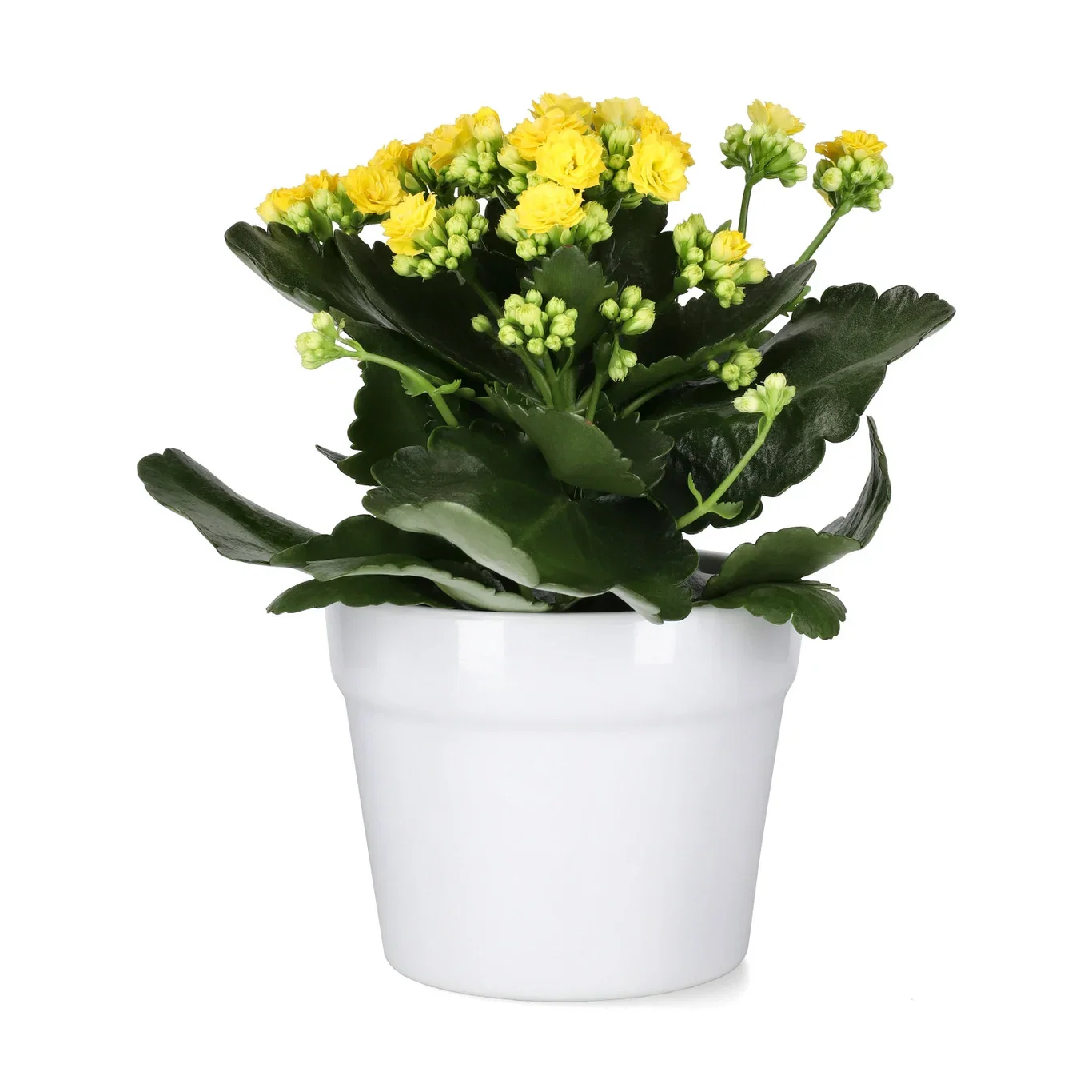 Kalanchoe