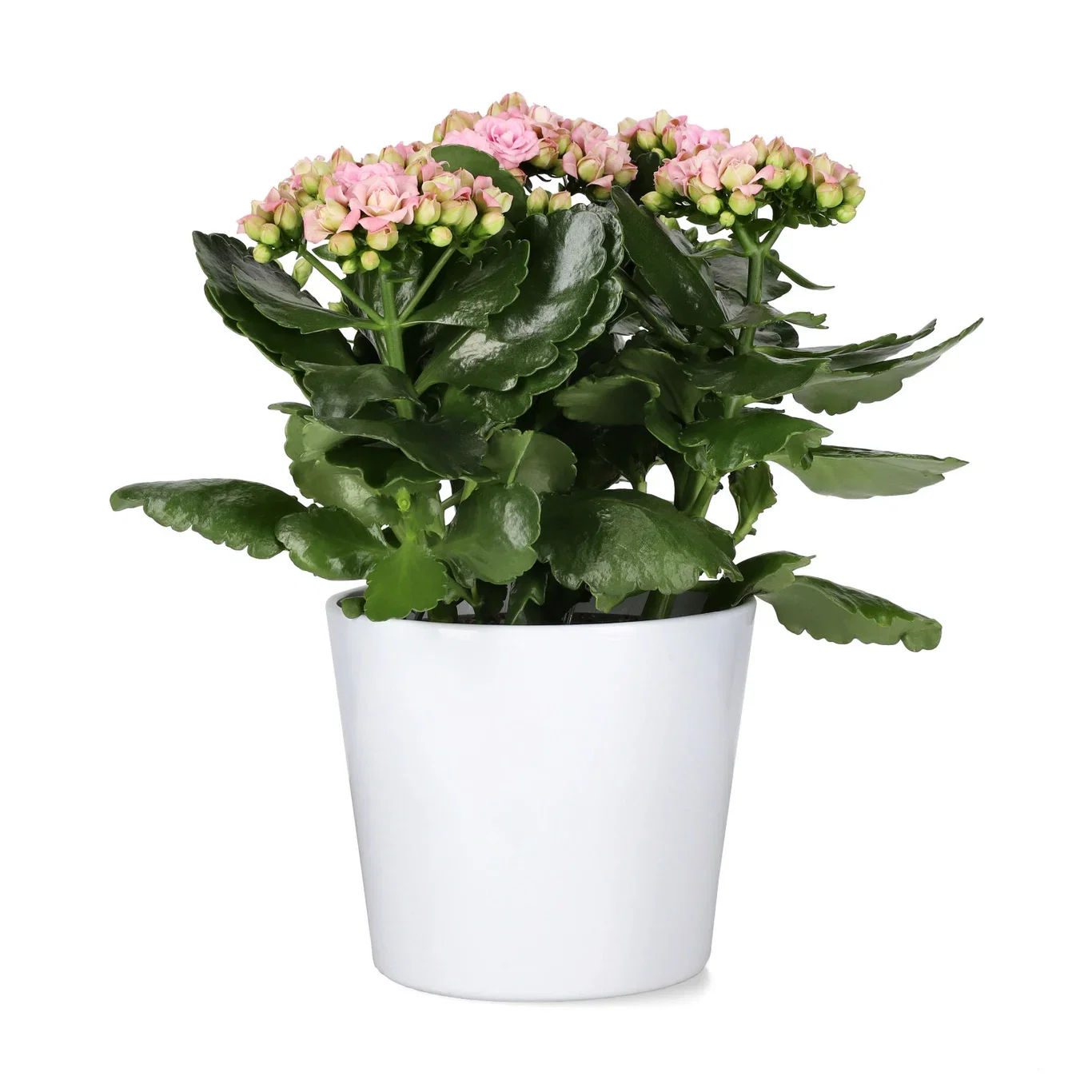 Kalanchoe