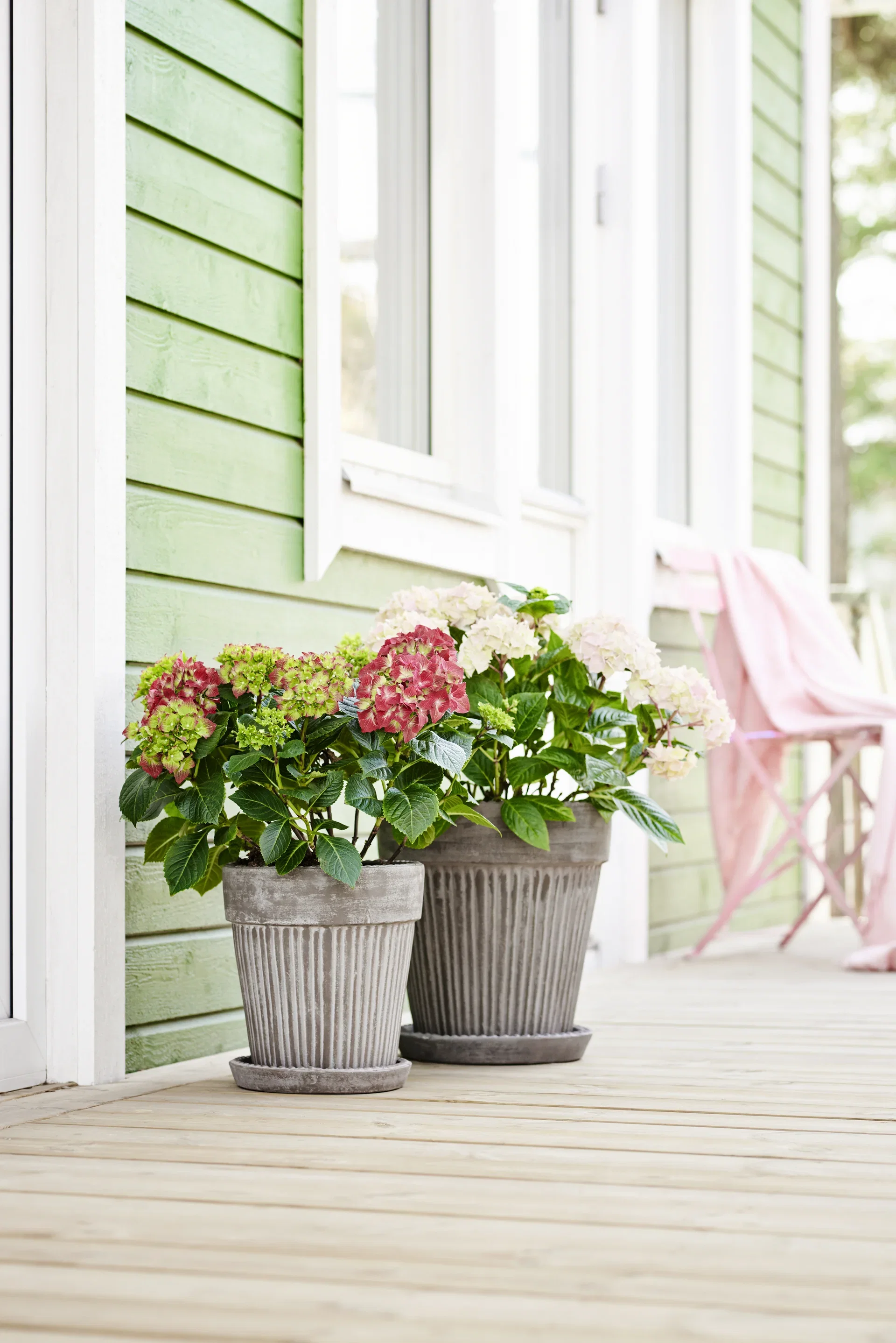 Hortensia