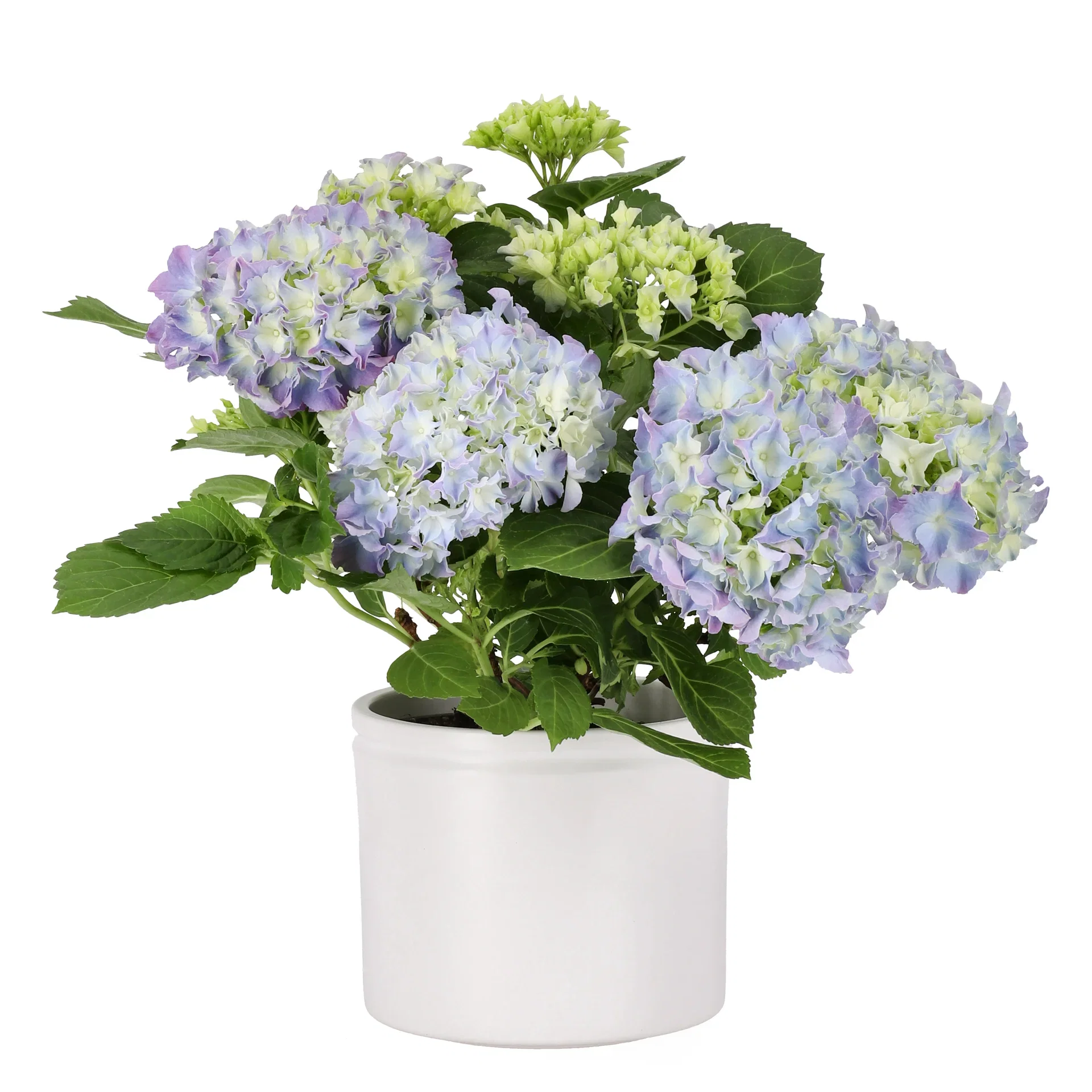 Hortensia