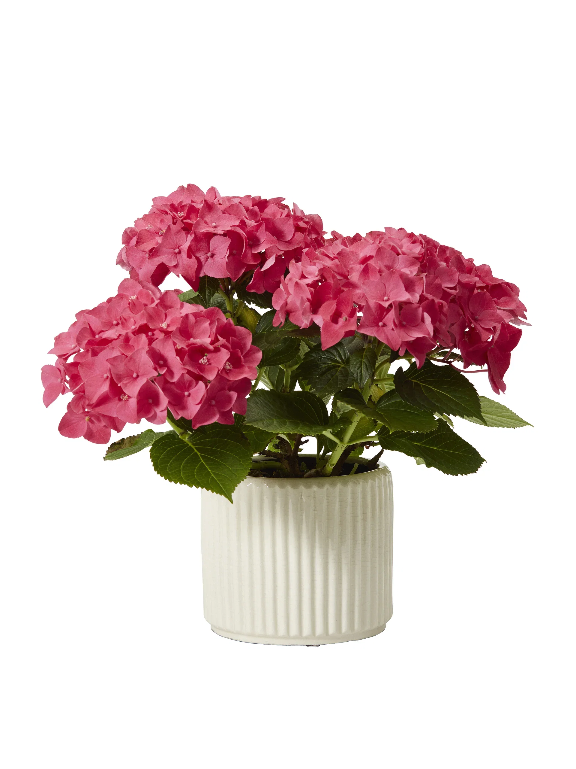 Hydrangea macrophylla Red 13 cm