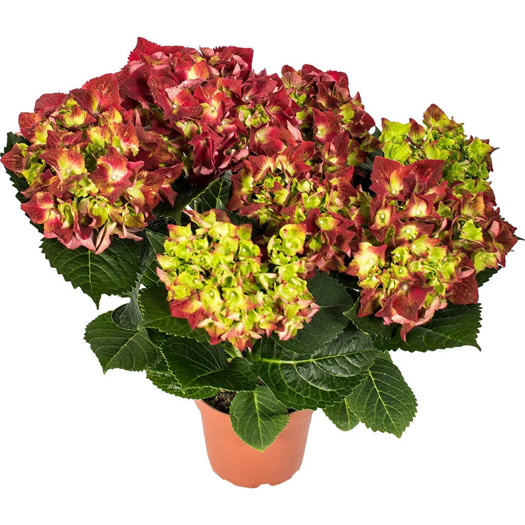 Hydrangea macrophylla Red 13 cm