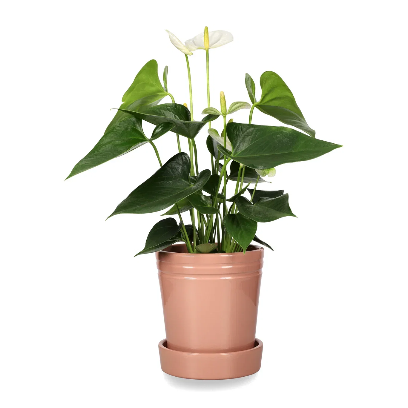 Rosenkalla