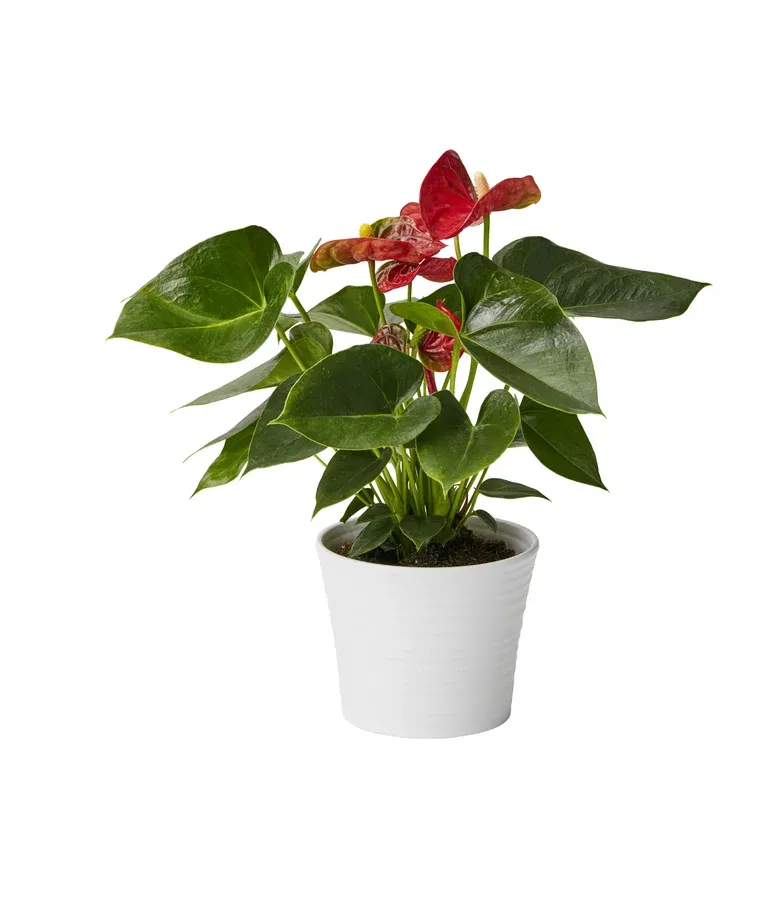 Rosenkalla