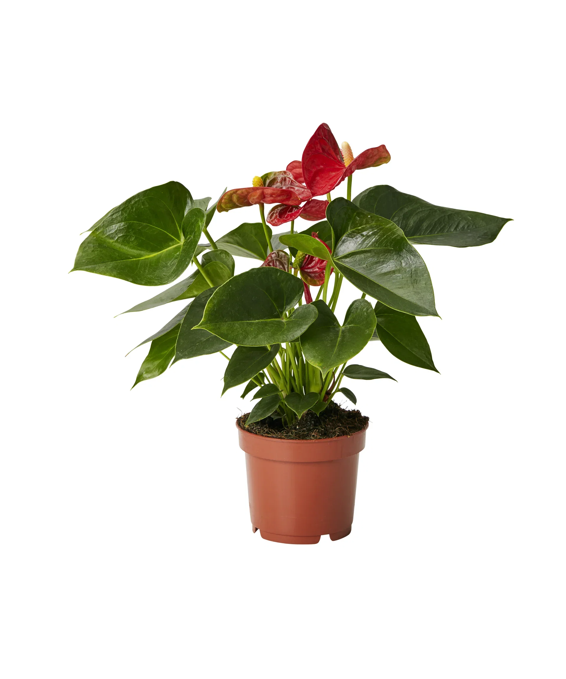 Rosenkalla
