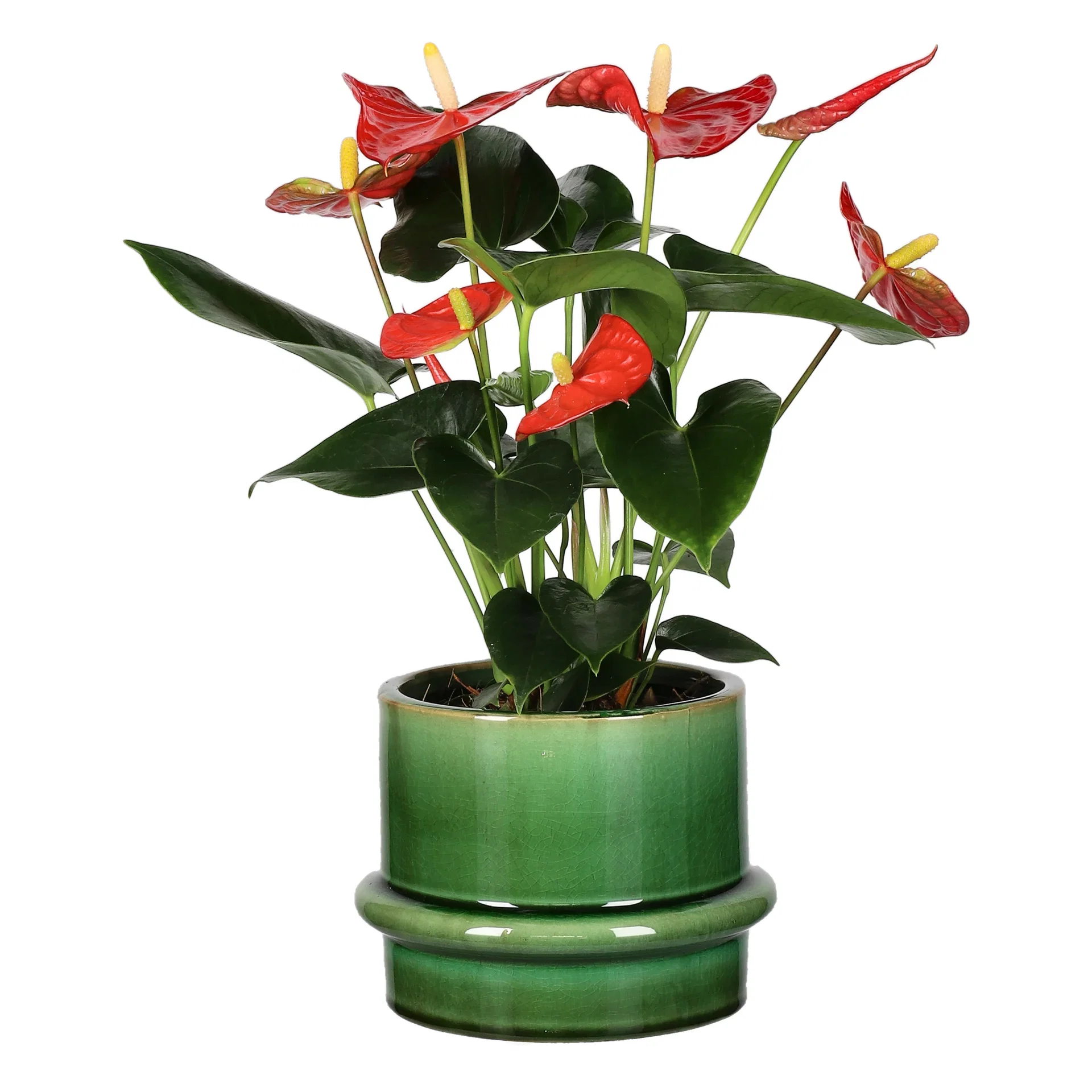 Rosenkalla