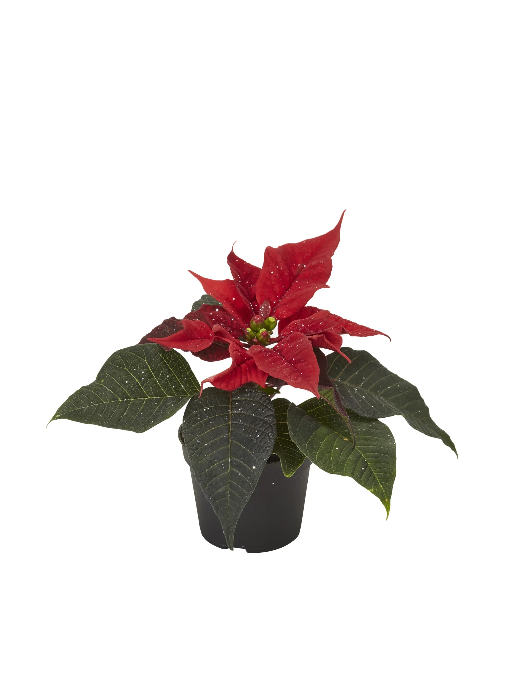 Euphorbia pulch. Mini Red glitter 6 cm