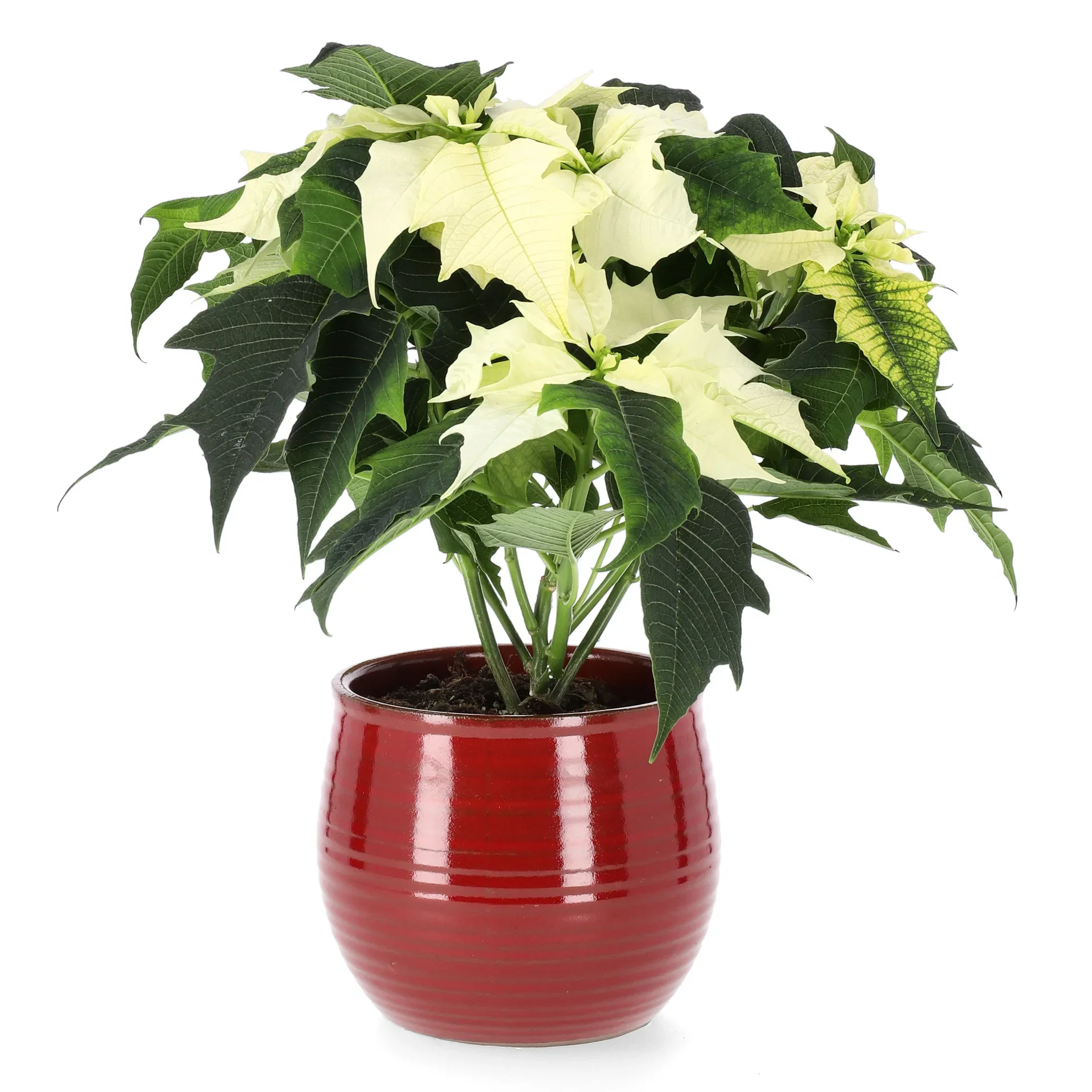 Julstjärna flergrenad