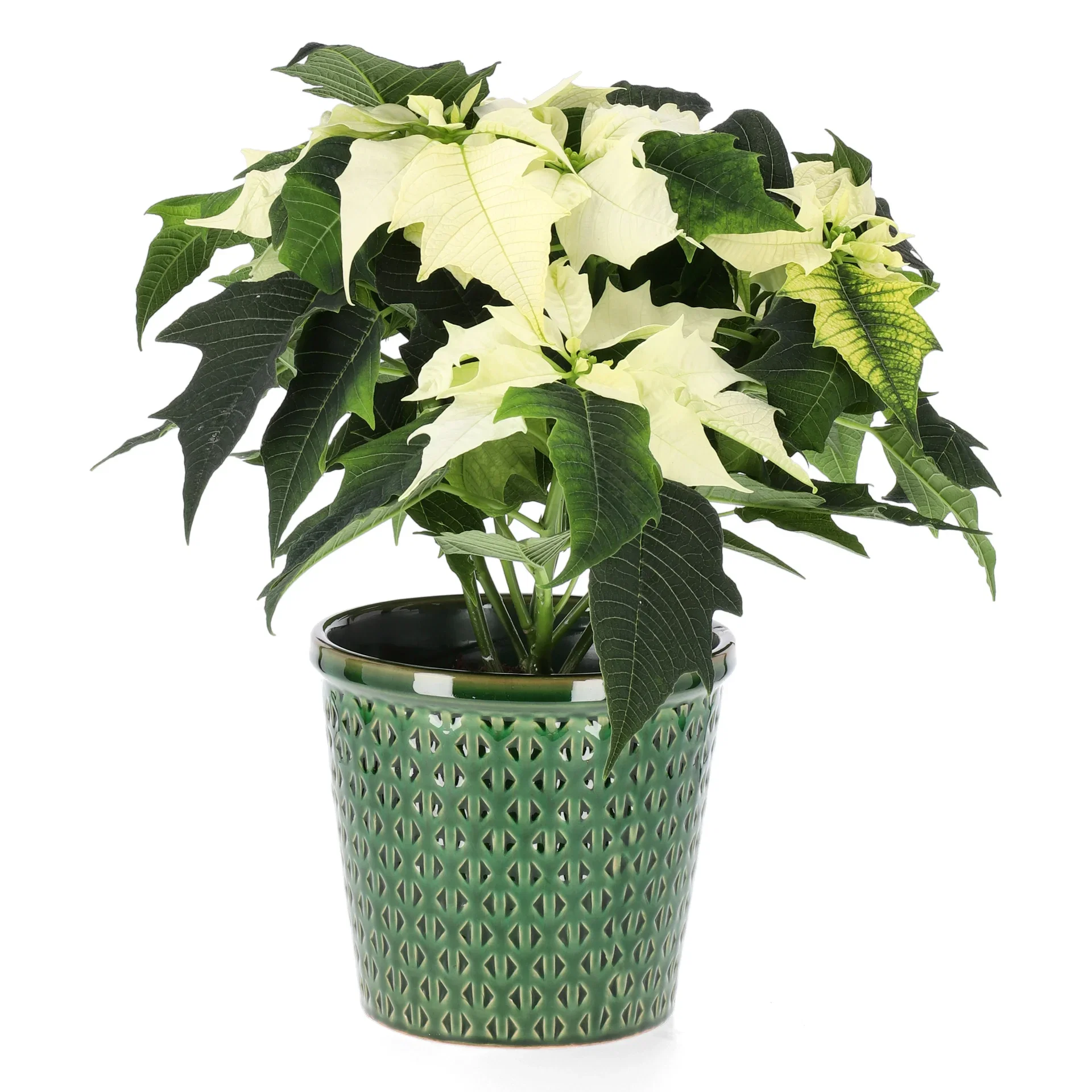 Julstjärna flergrenad