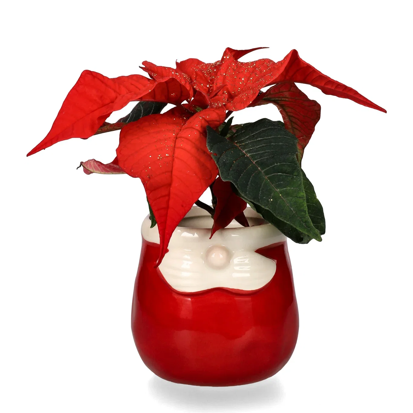 Euphorbia pulch. Mini Red glitter 6 cm