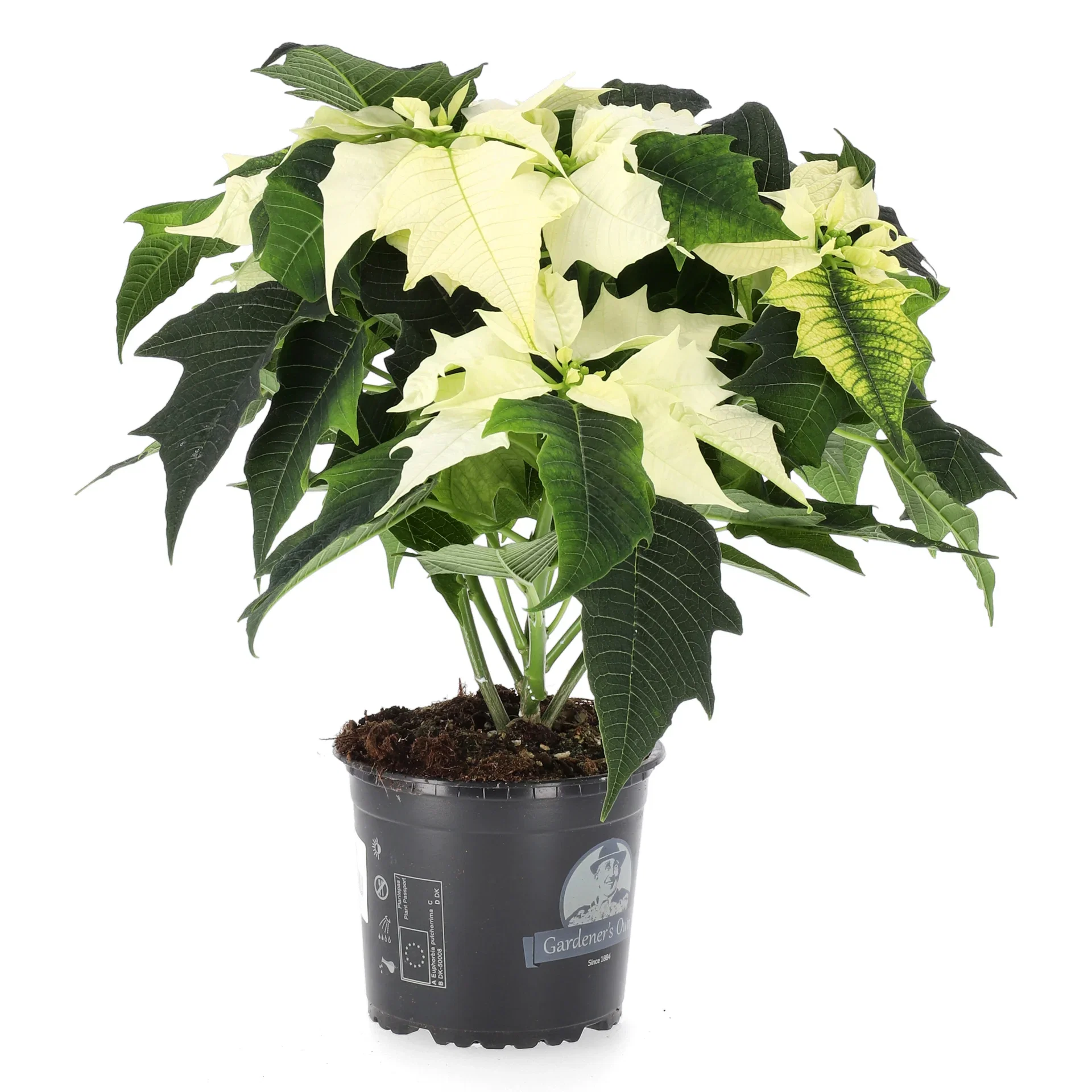 Julstjärna flergrenad