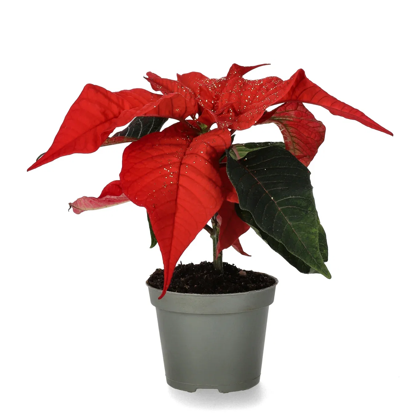 Euphorbia pulch. Mini Red glitter 6 cm