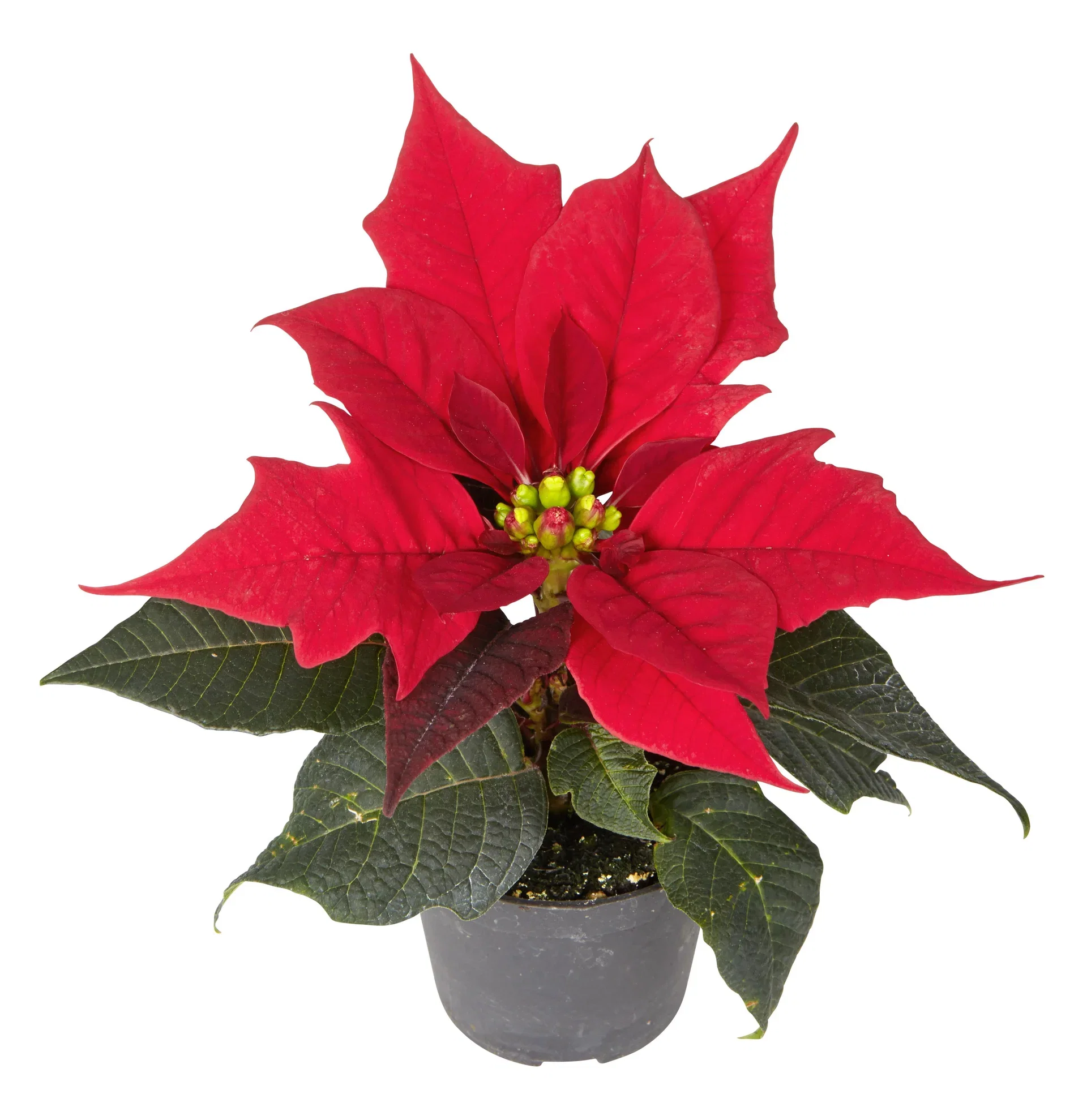 Euphorbia pulch. Mini Red 6 cm