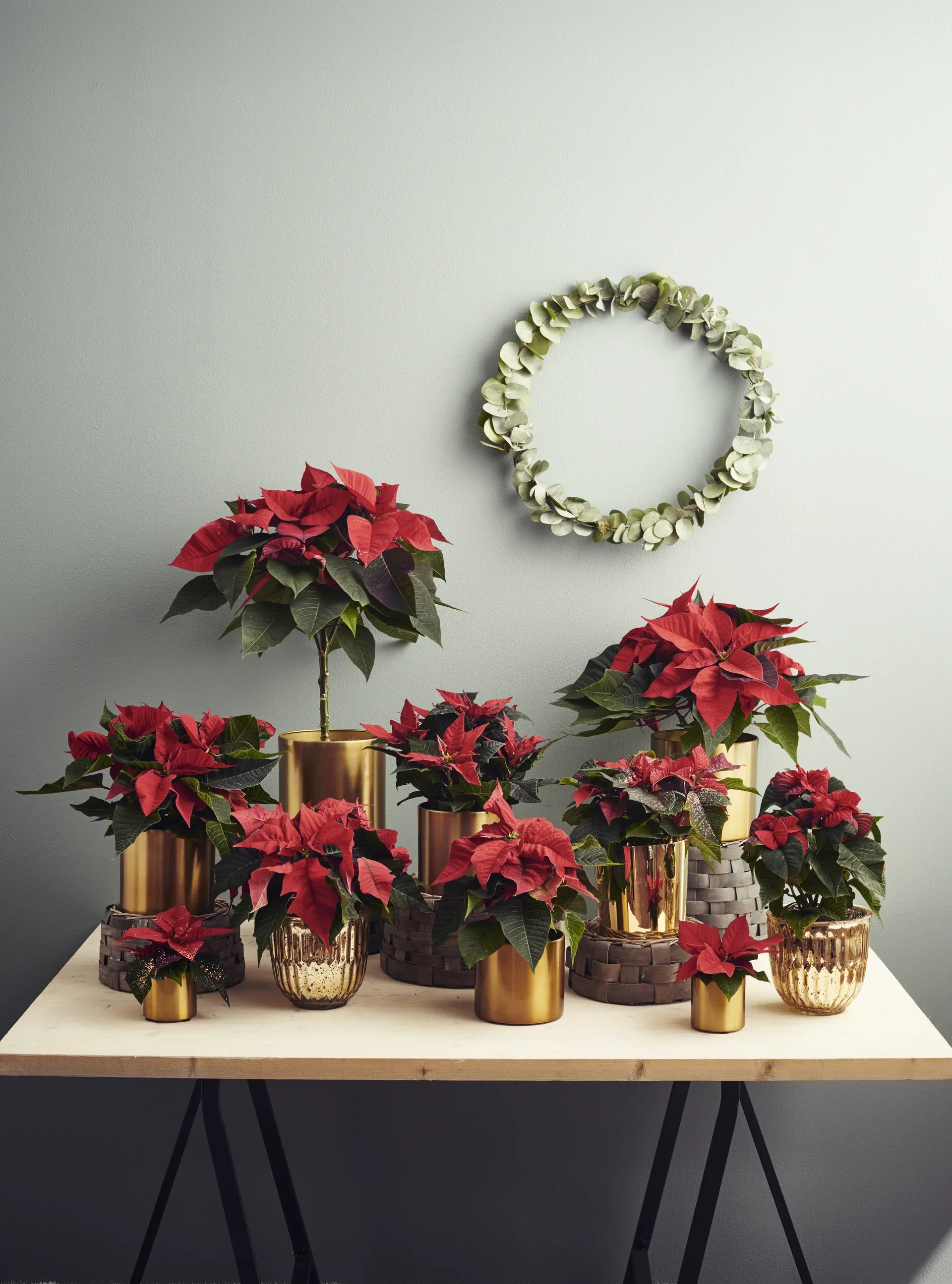 Euphorbia pulch. Mini Red 6 cm