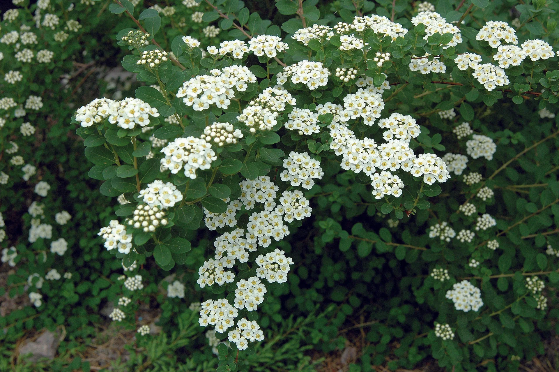Spiraea nipponica 'Snowmound' 4,5L