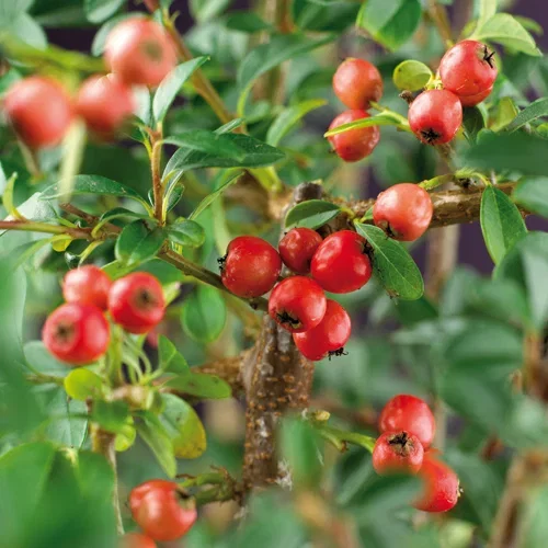 Svenskt parkoxbär 'Coral Beauty'