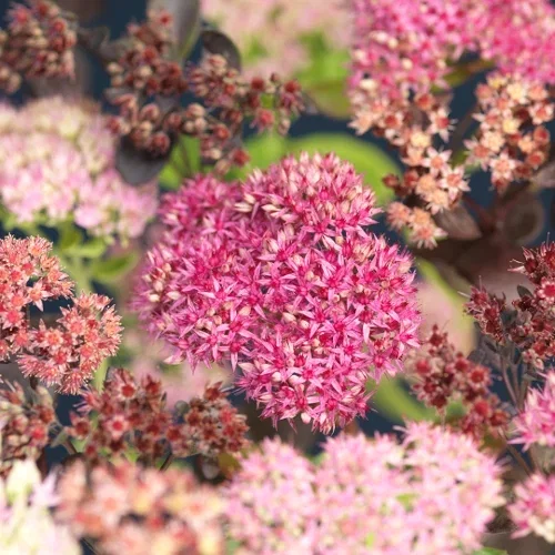 Sedum, olika sorter