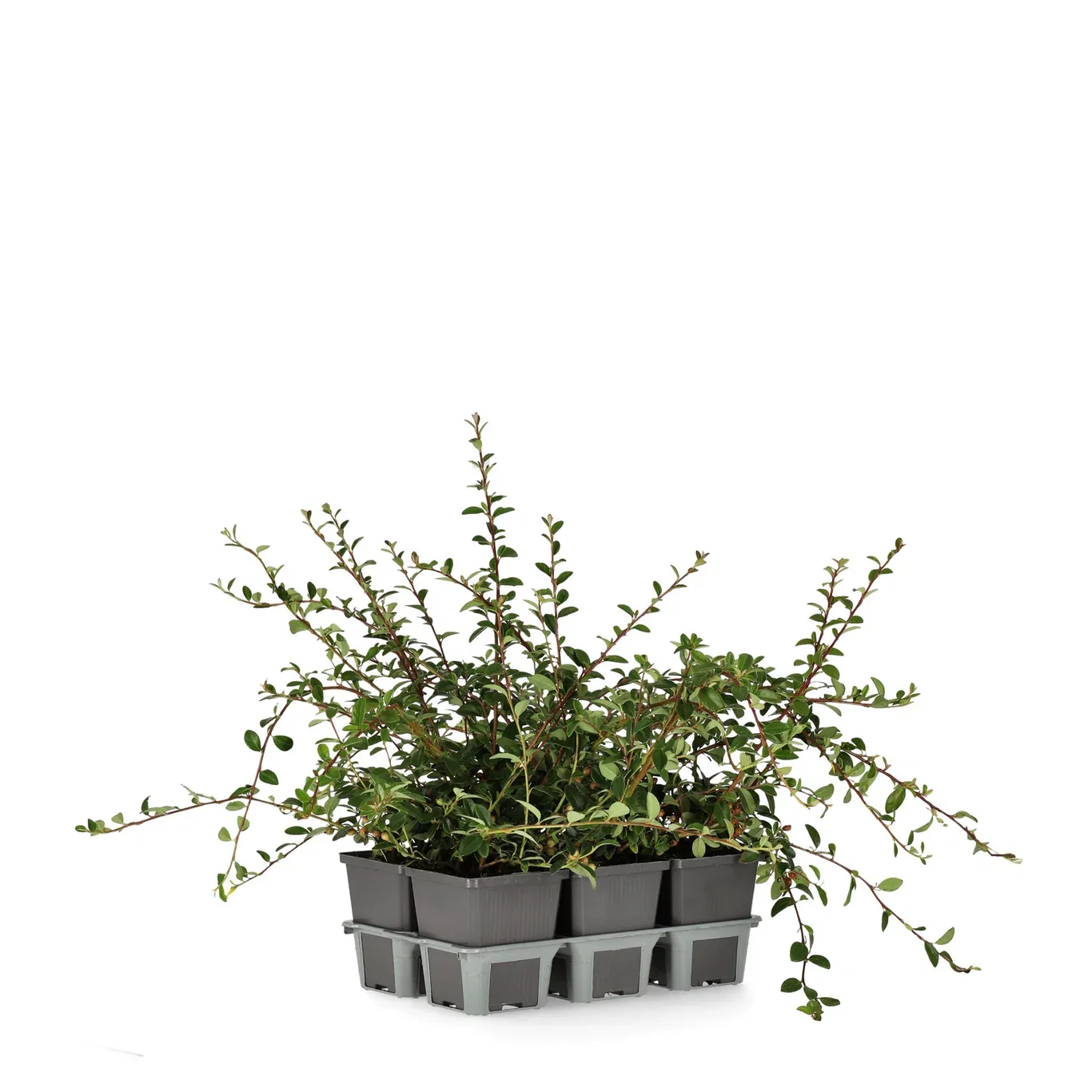 Svenskt parkoxbär 'Coral Beauty'