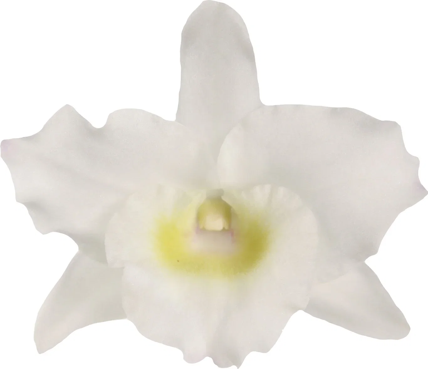 Dendrobium 'Apollon'