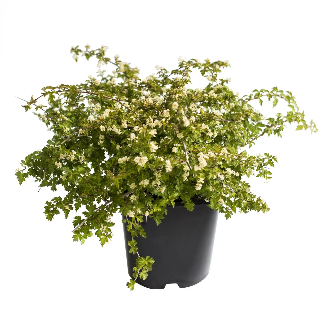 Stephanandra incisa 'Crispa' 4,5L