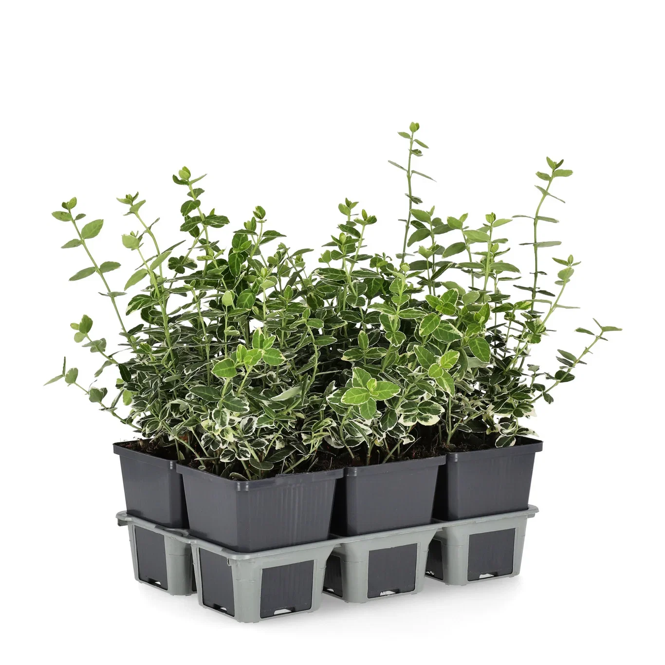 Klätterbenved 'Emerald Gaiety'