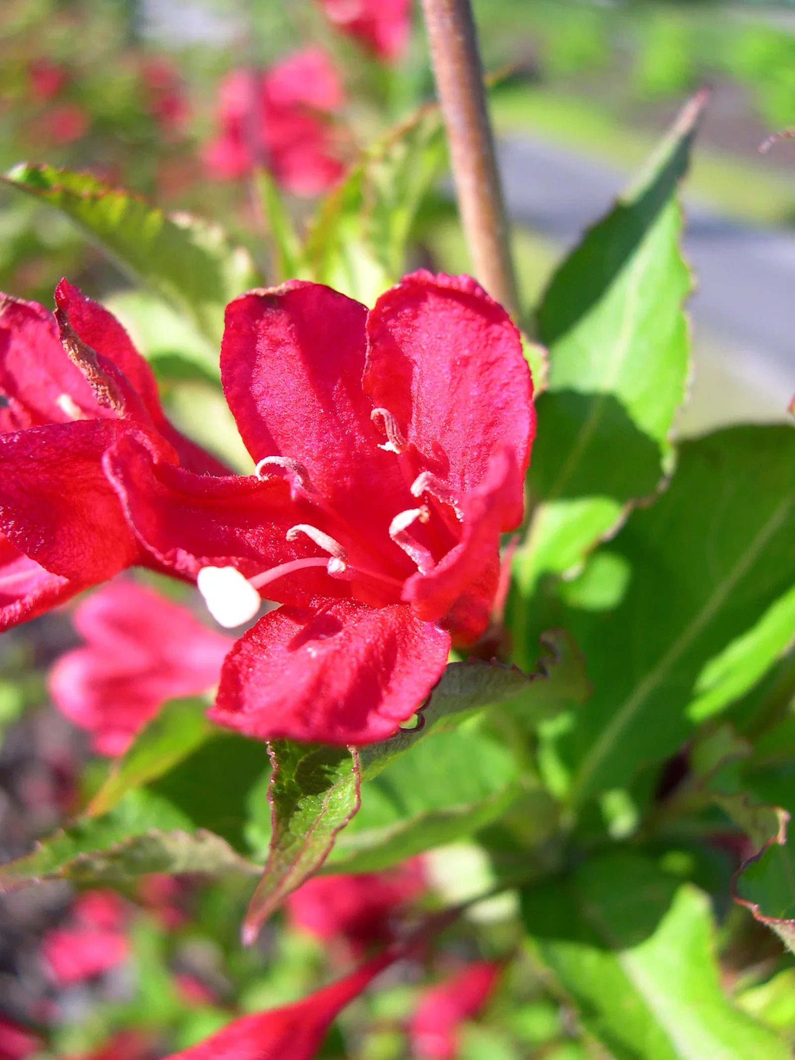 Weigela 'Red Prince' 4,5L