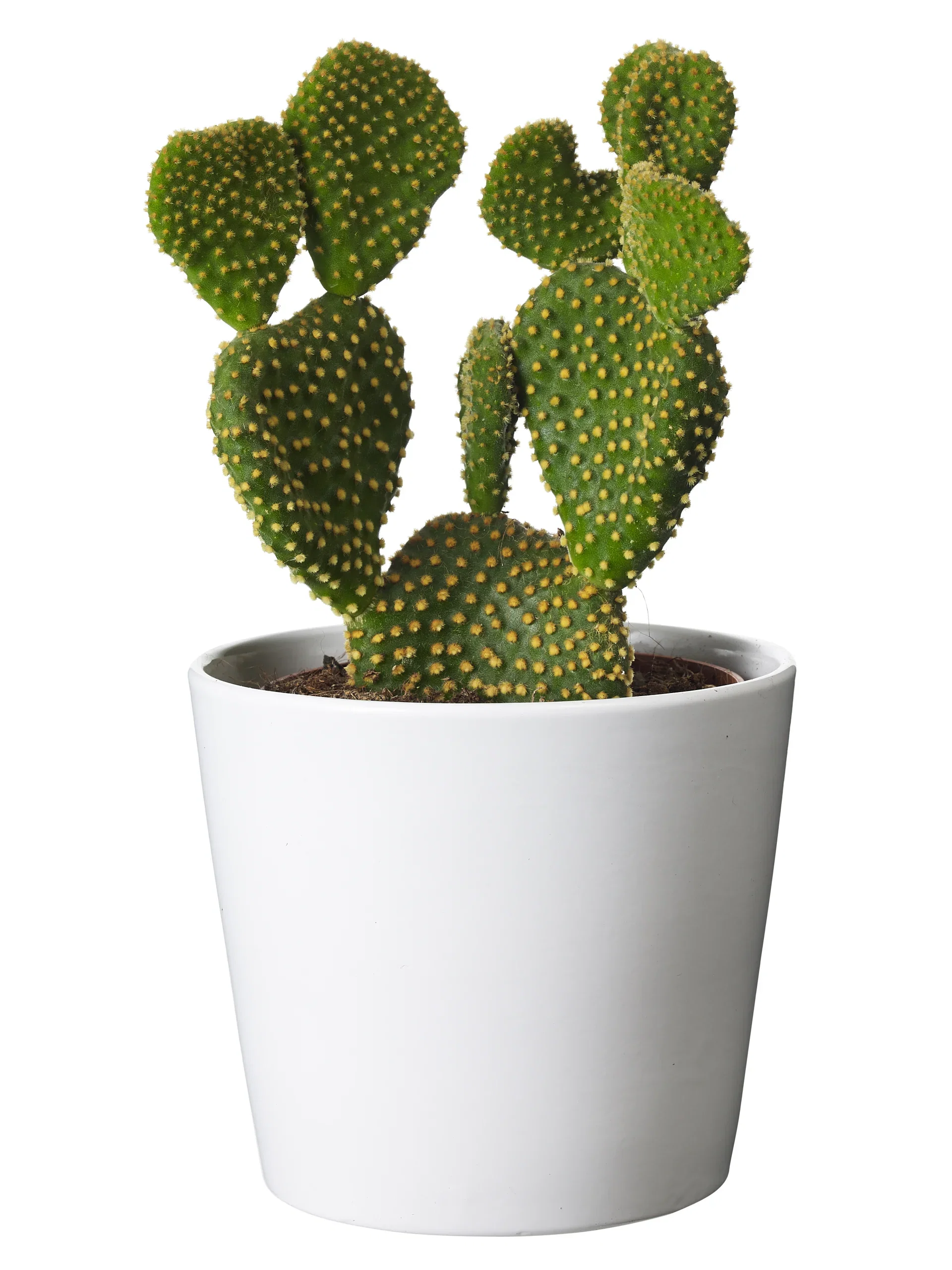 Cactus mix