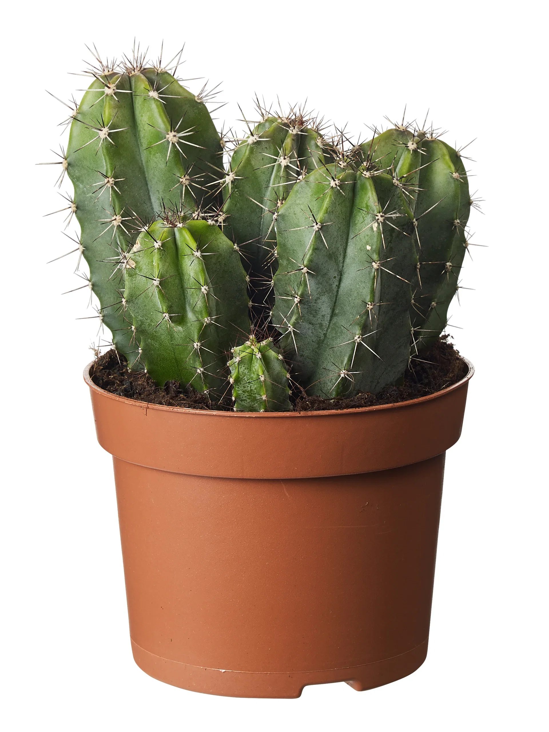 Cactus mix