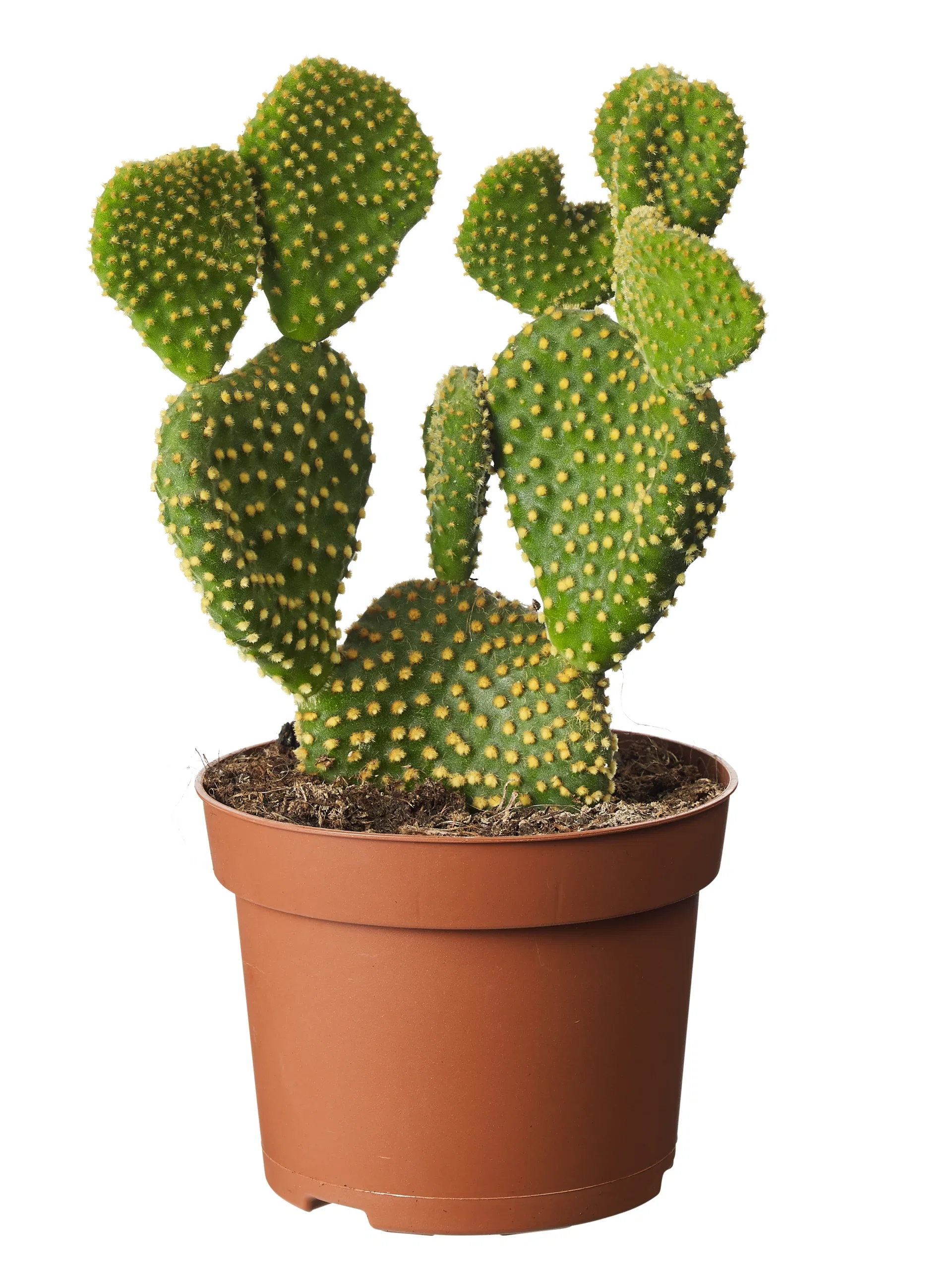 Cactus mix