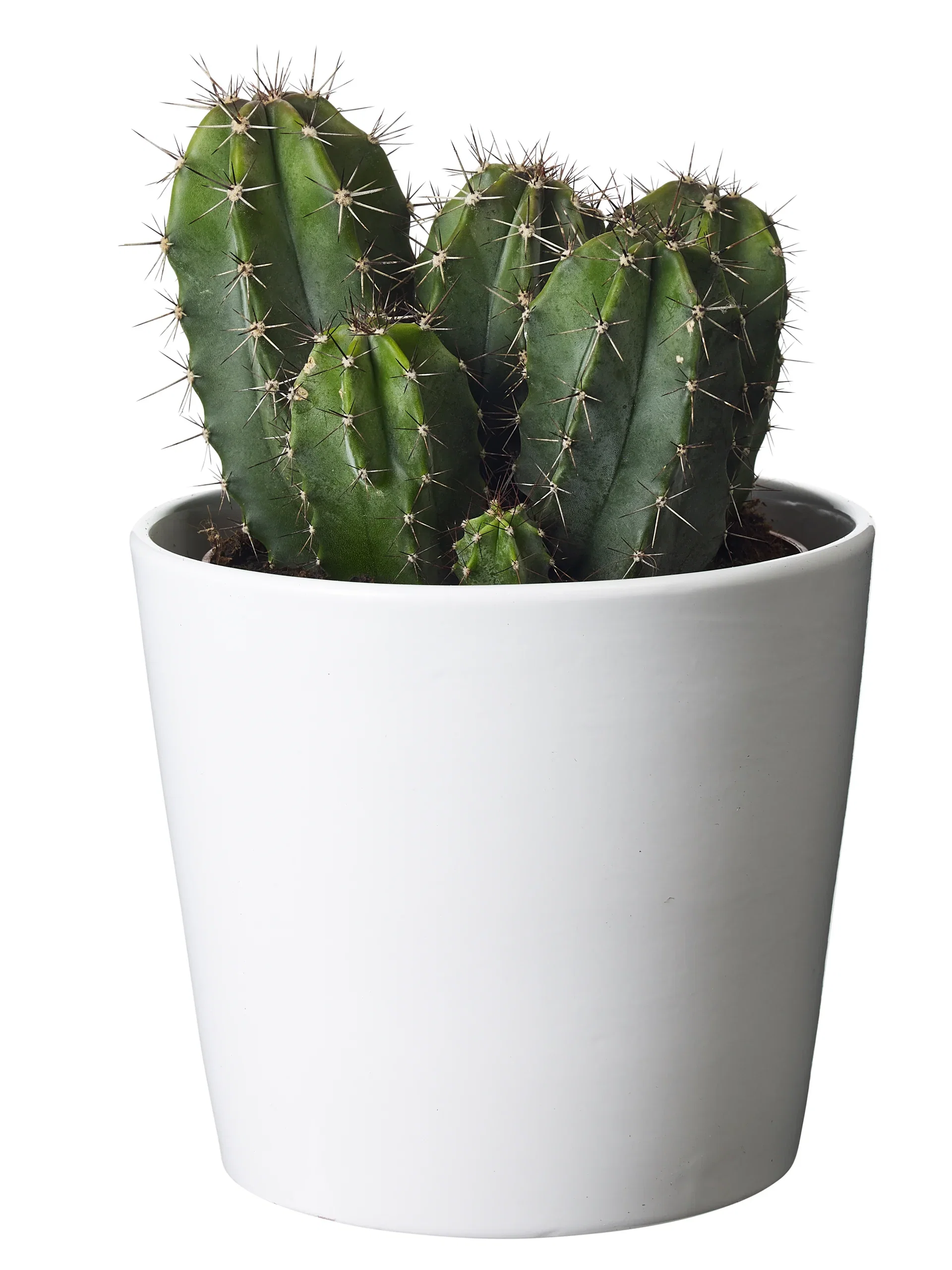 Cactus mix