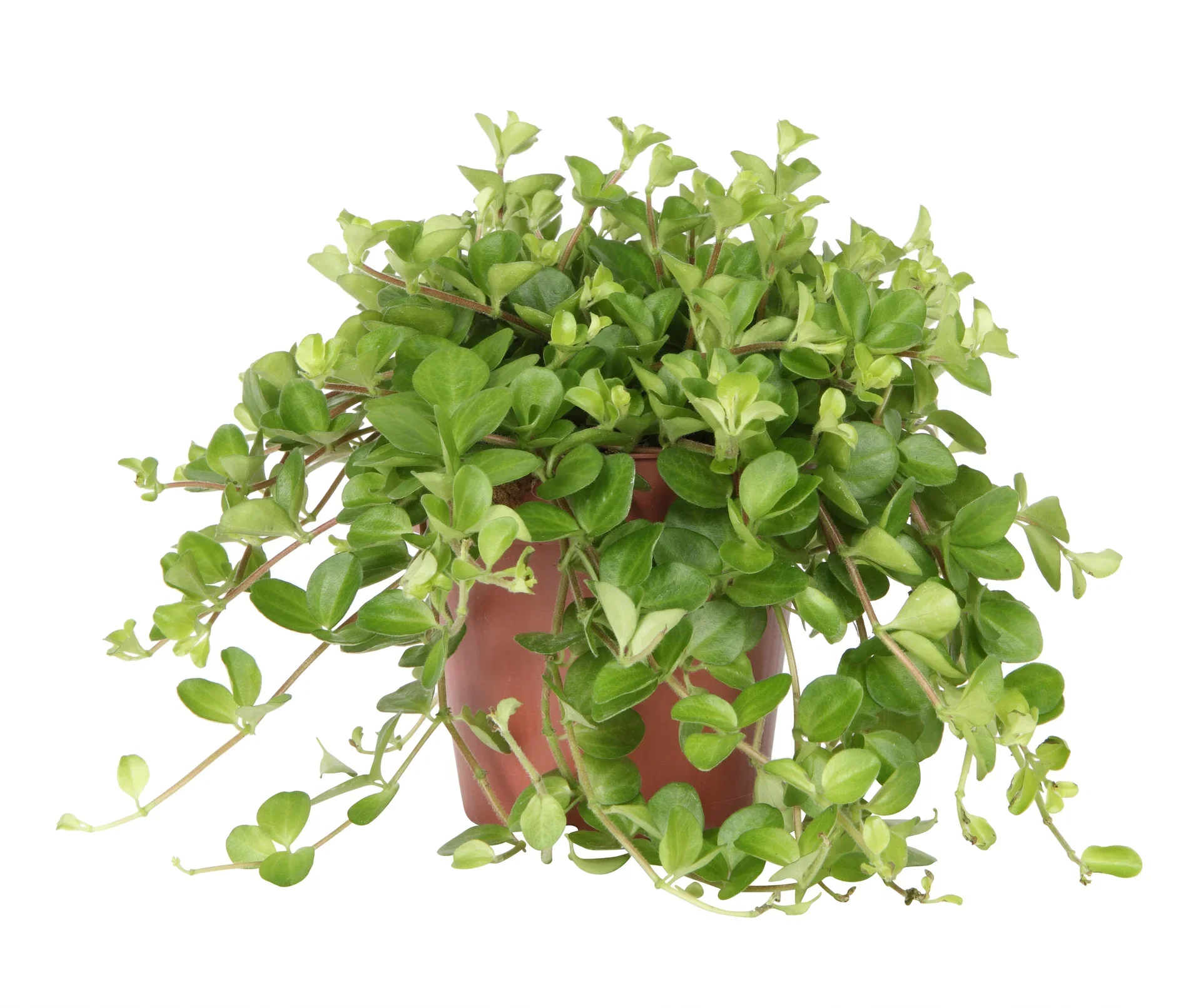 Peperomia rotundifolia