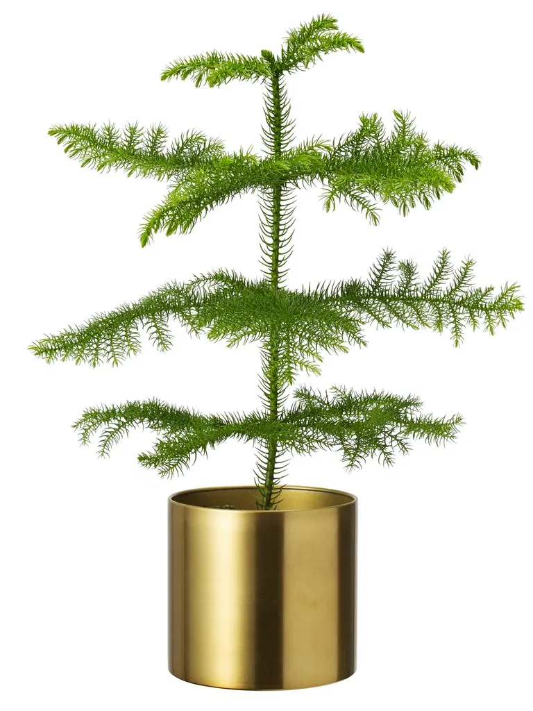 Araucaria heterophylla 14 cm