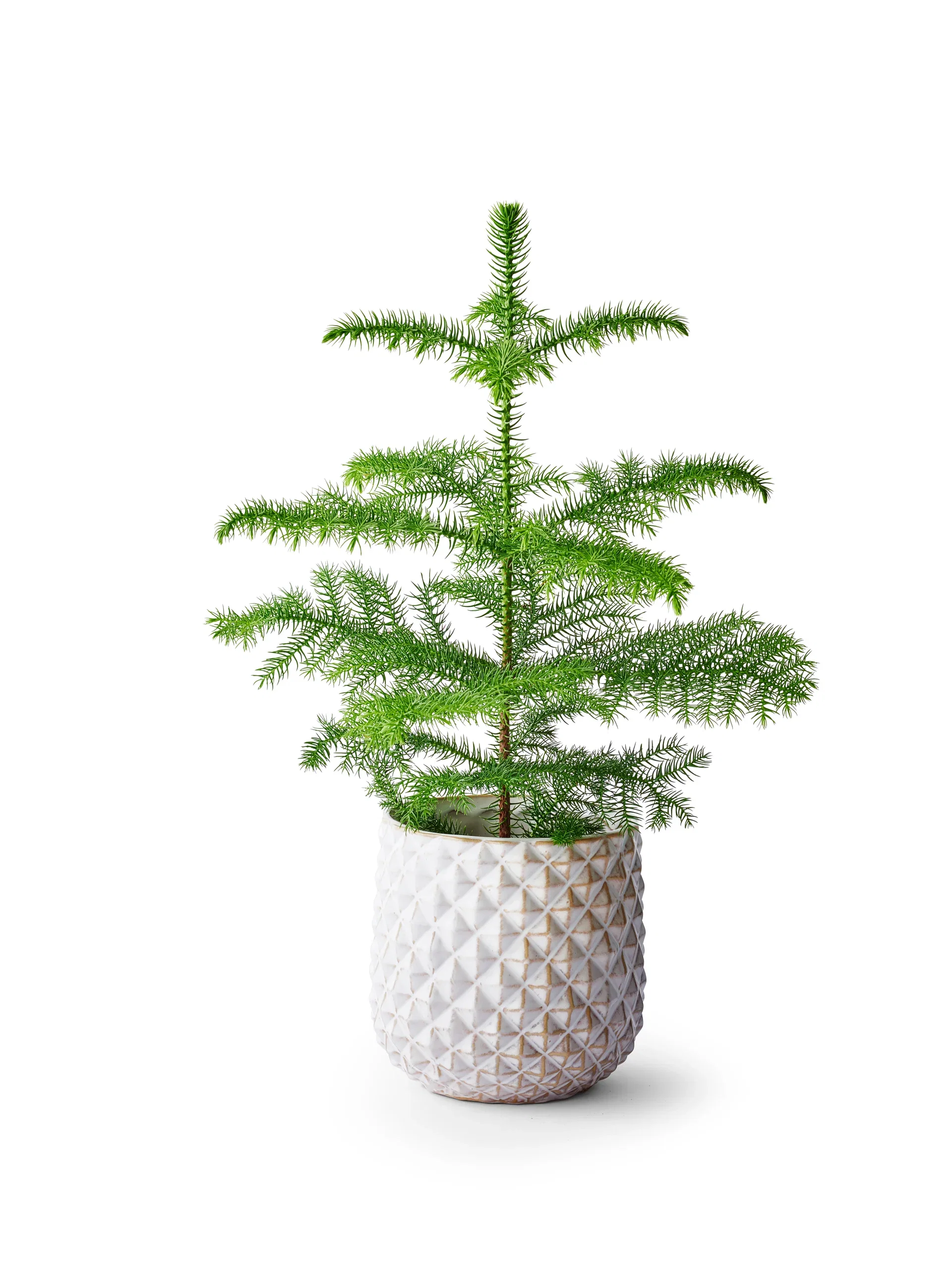 Araucaria heterophylla 14 cm