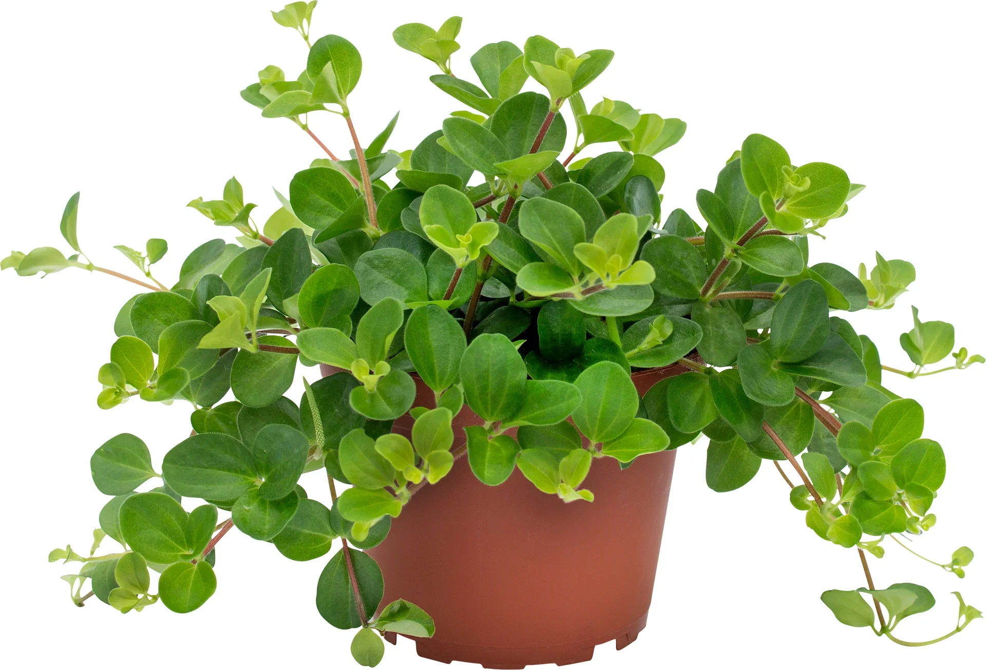 Peperomia rotundifolia