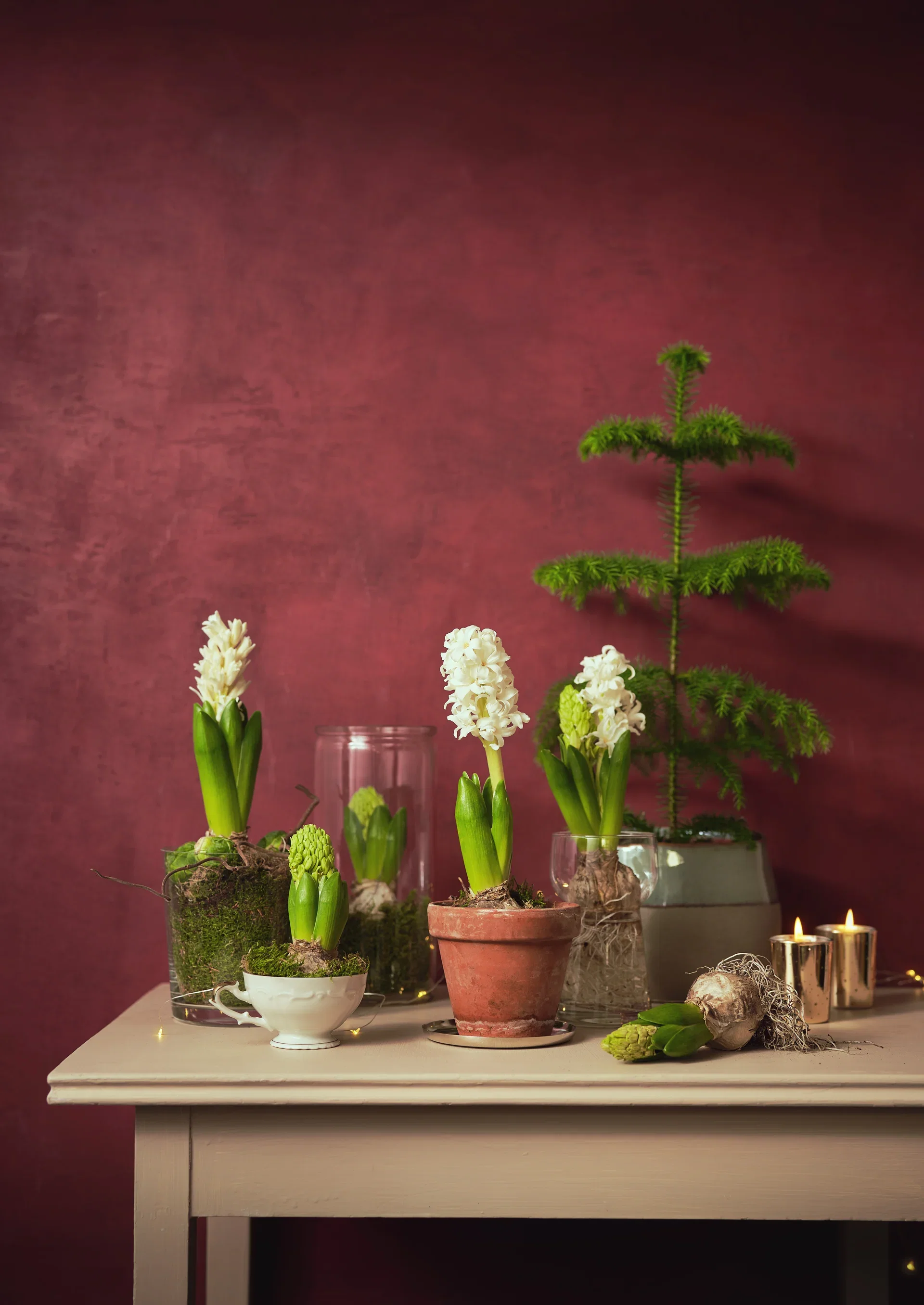 Araucaria heterophylla 14 cm