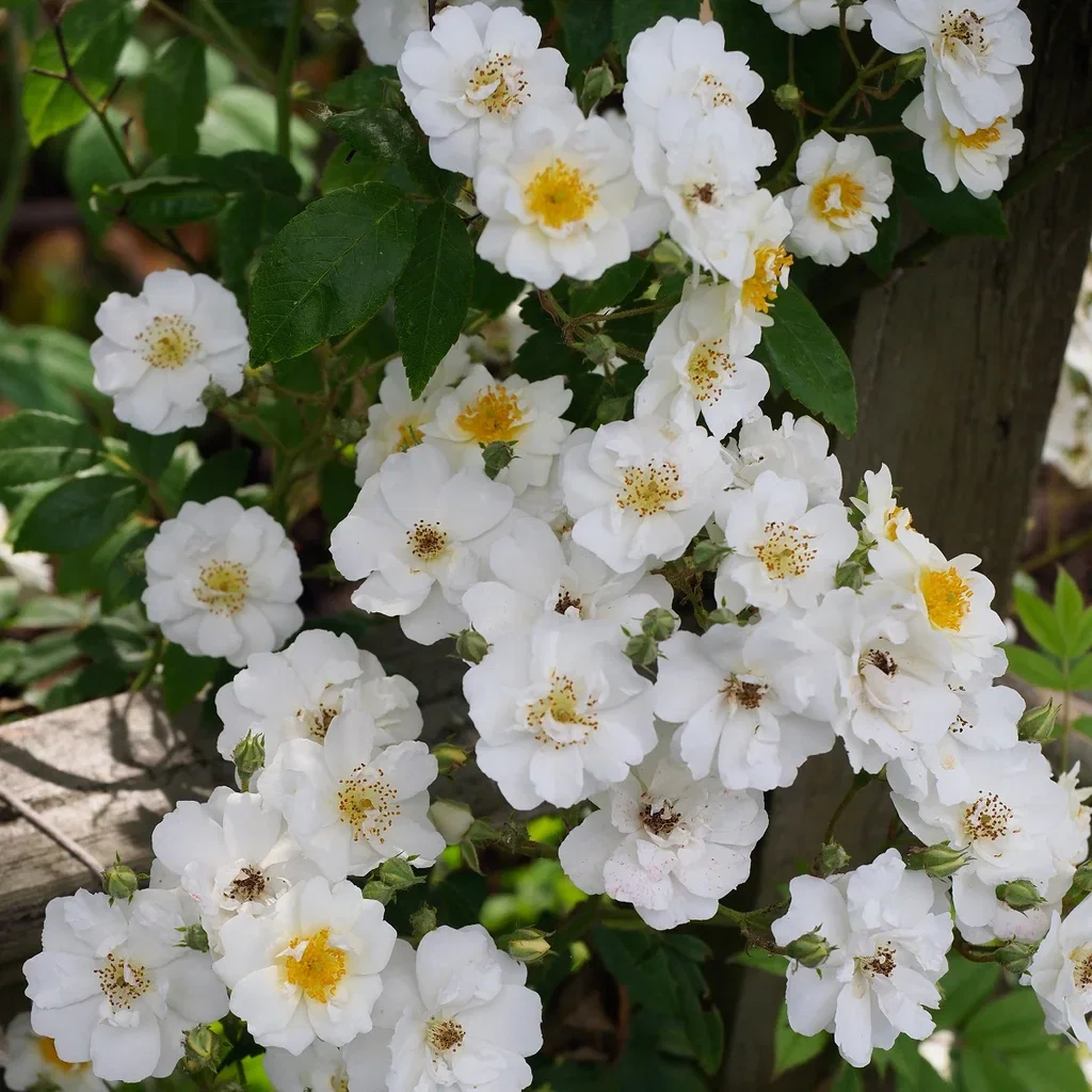 Rosa 'Polstjärnan' 3L