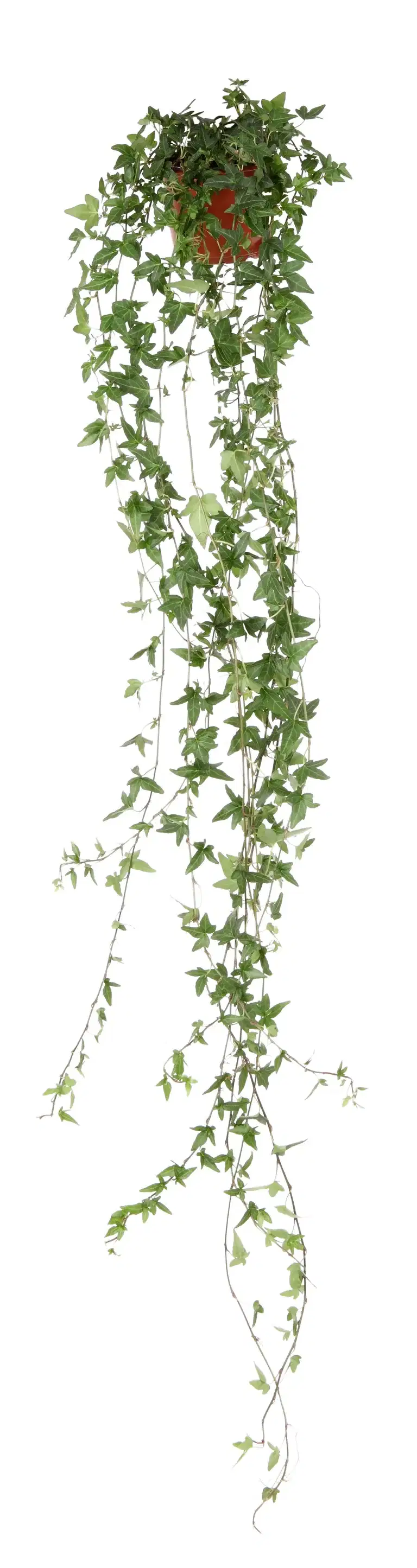 Murgröna långa rankor