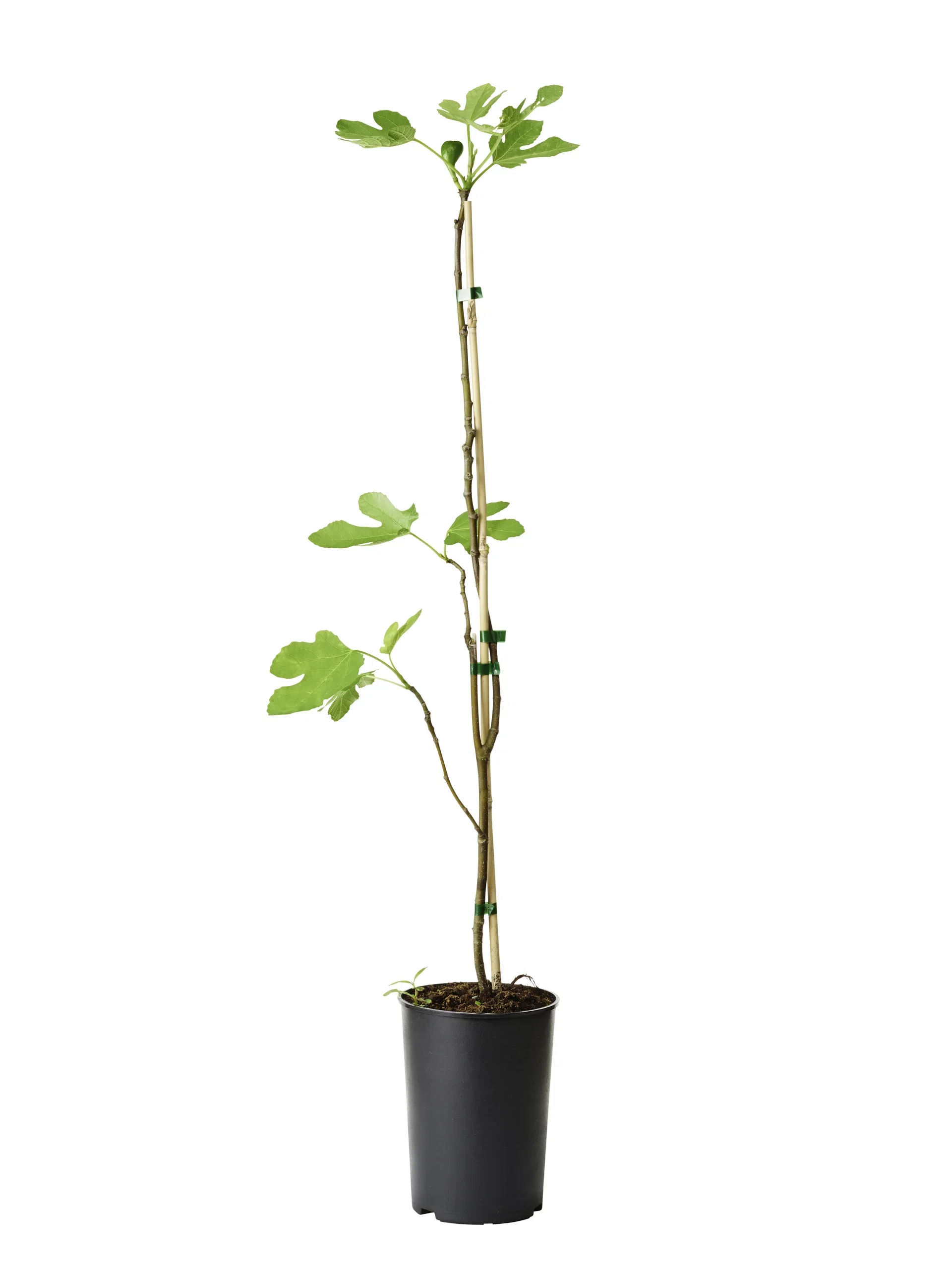Ficus carica 'Bornholms Diamant' 23cm