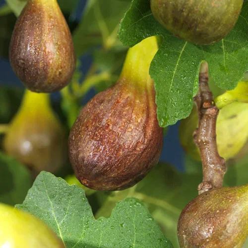 Ficus carica 'Bornholms Diamant' 23cm