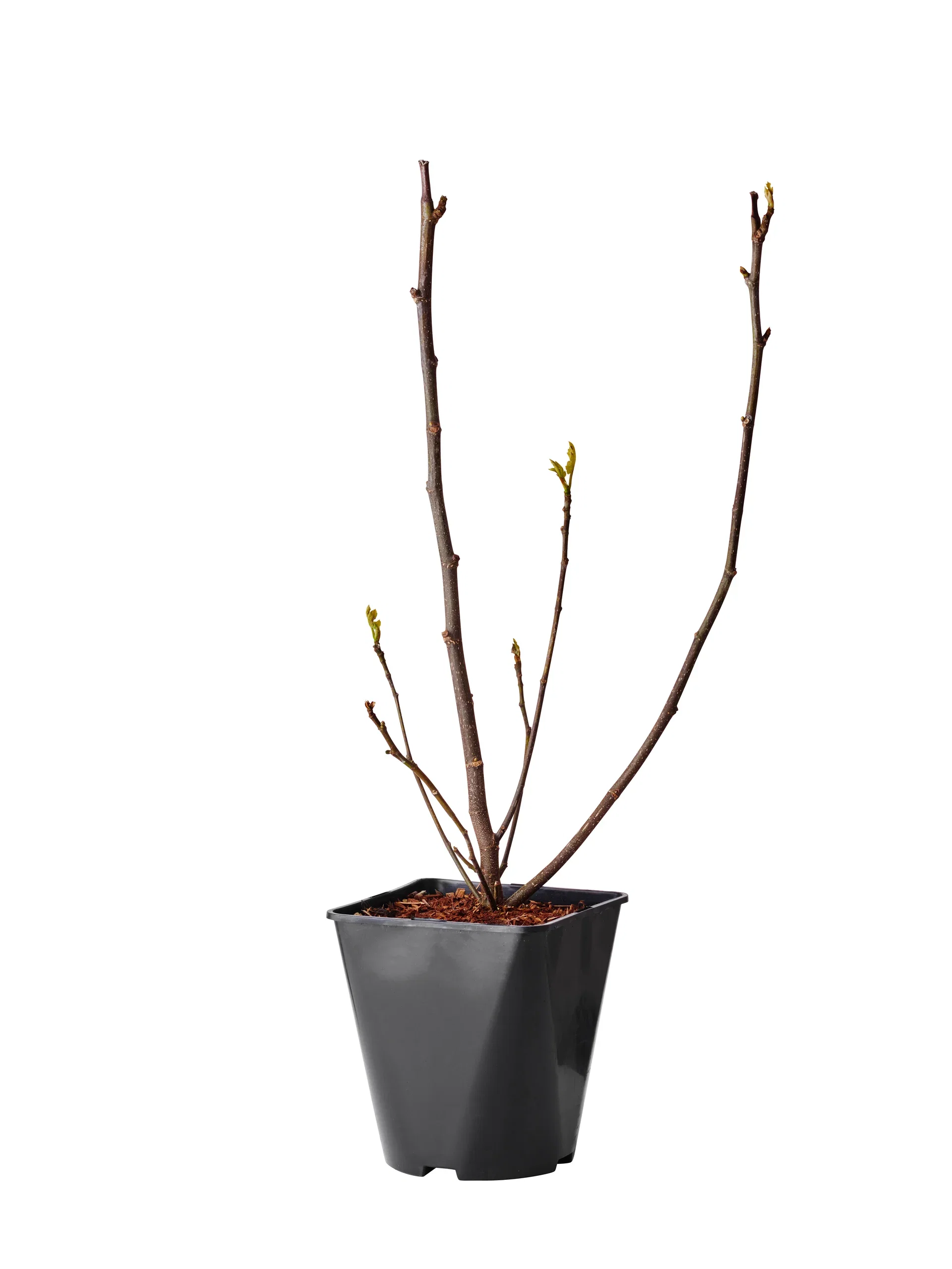 Ficus carica 'Bornholms Diamant' 23cm