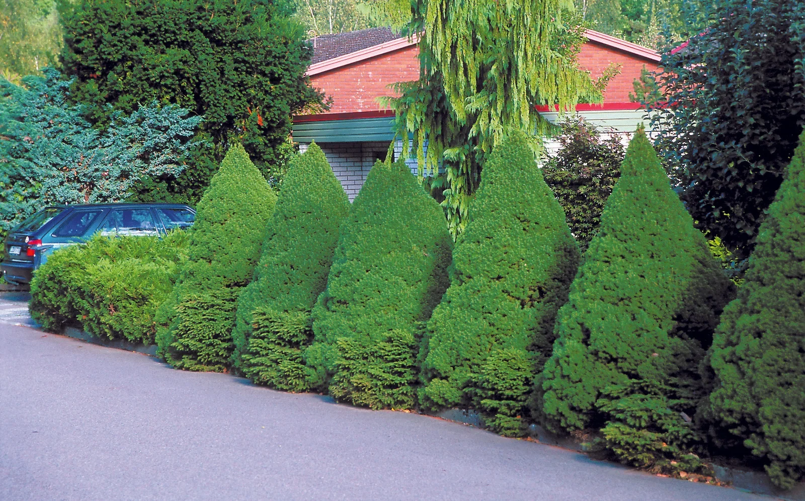 Picea glauca 'Conica' 40-50cm 22cm