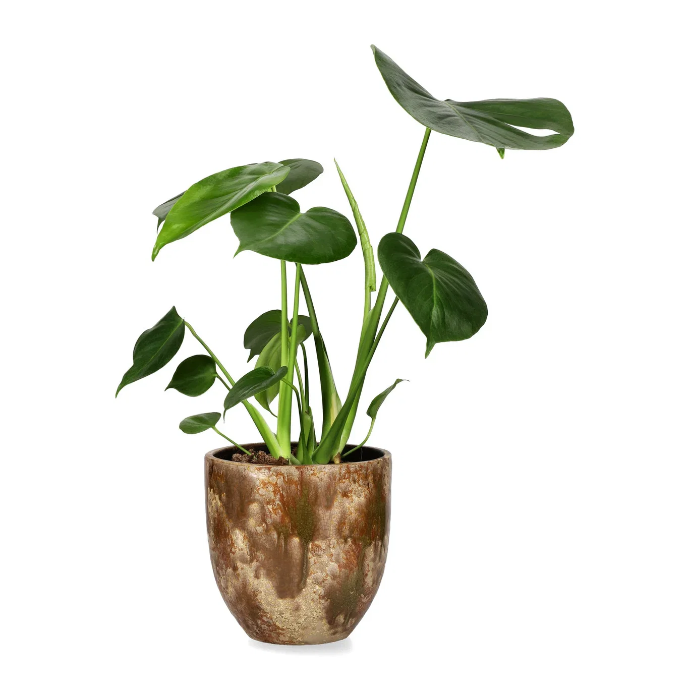 Monstera