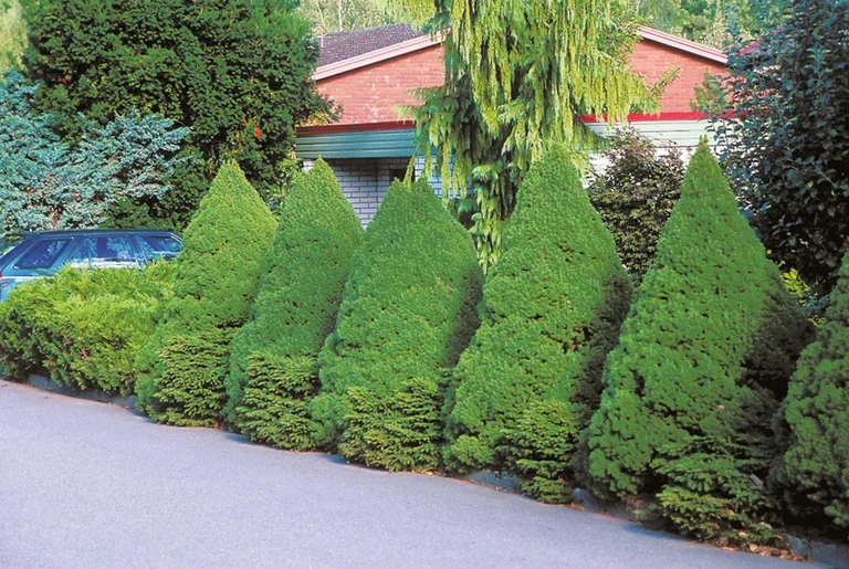 Picea glauca 'Conica' 40-50cm 22cm