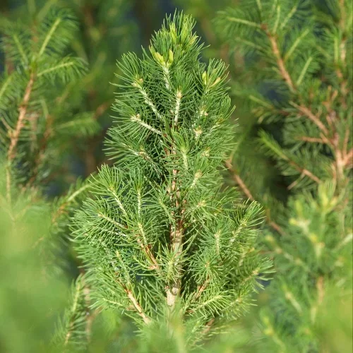 Picea glauca 'Conica' 40-50cm 22cm