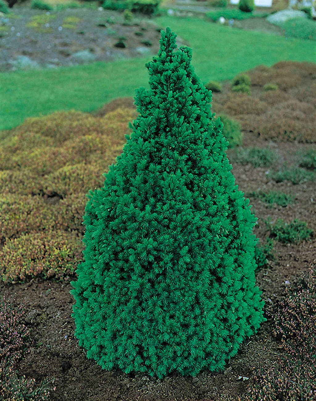 Picea glauca 'Conica' 40-50cm 22cm