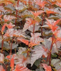 Physocarpus opulifolius DIABLE D'OR 4,5L
