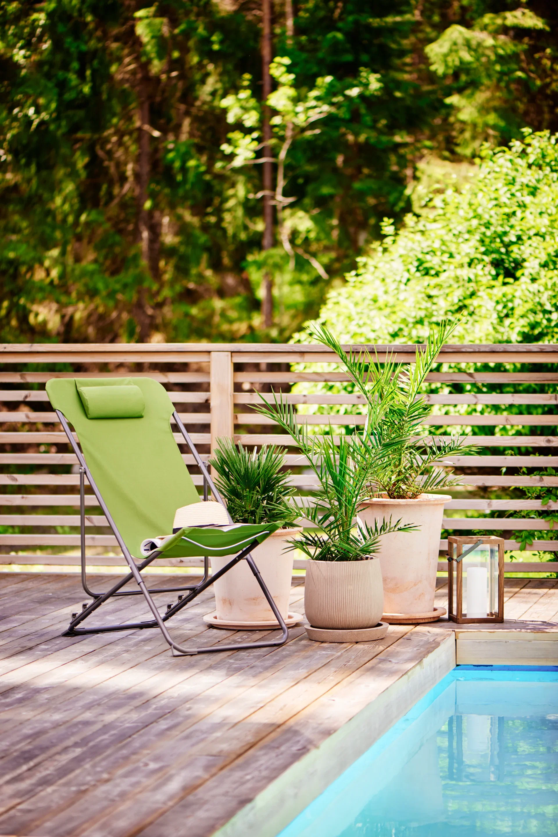 Phoenix canariensis 19 cm